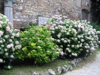 061_lonigo_2009_20091105_1461398405